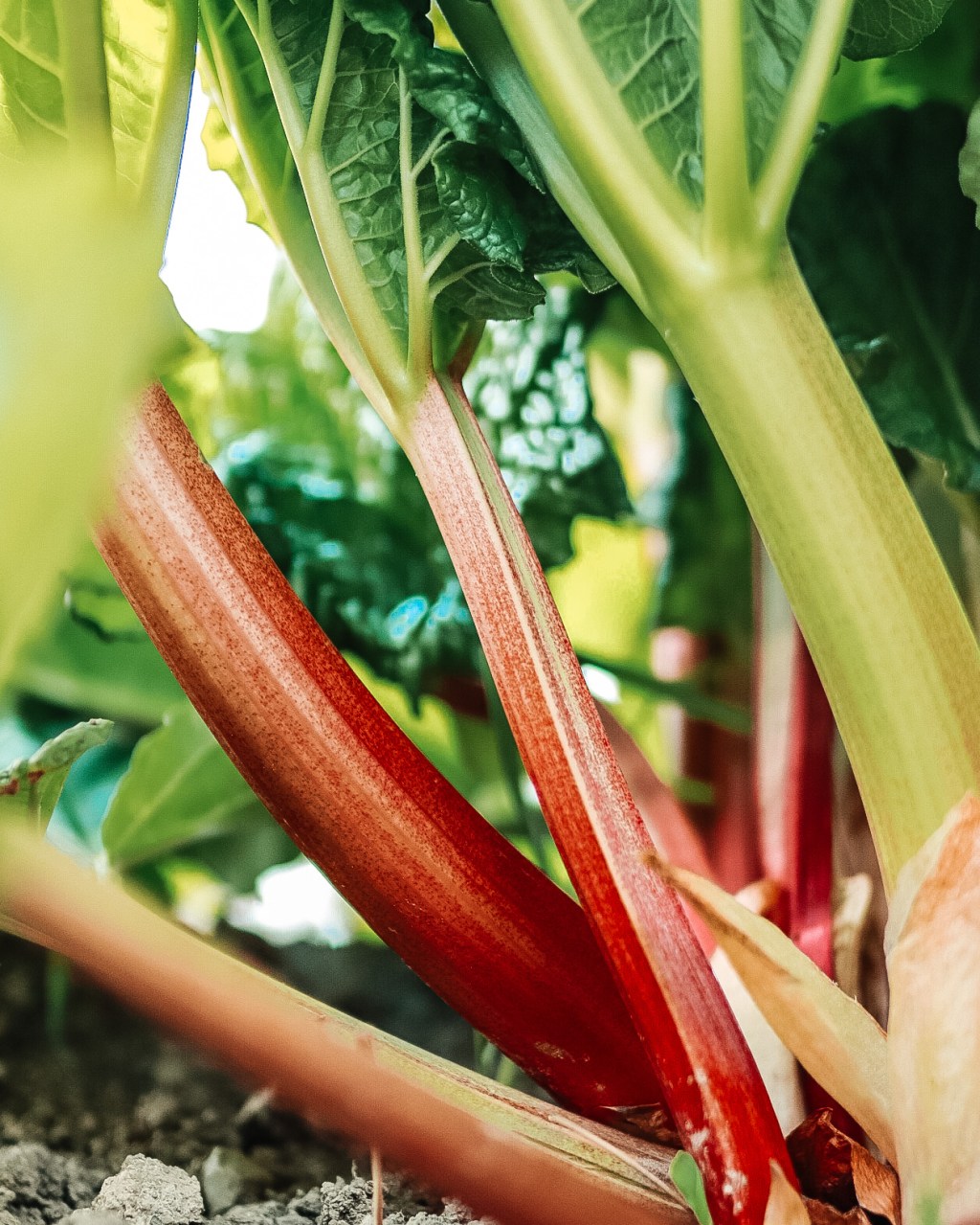 Lennoxville farmers’ market vendors talk&nbsp;inflation