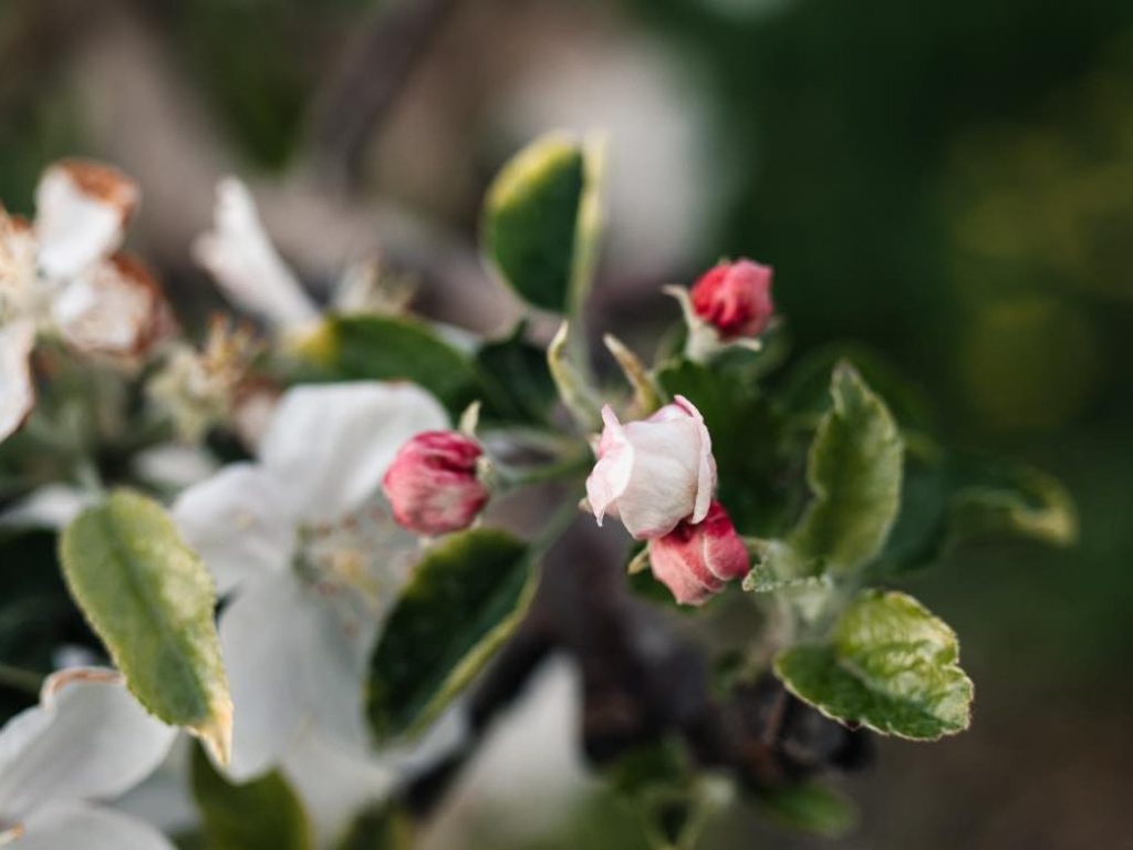 Opulent Observations: Return of&nbsp;spring