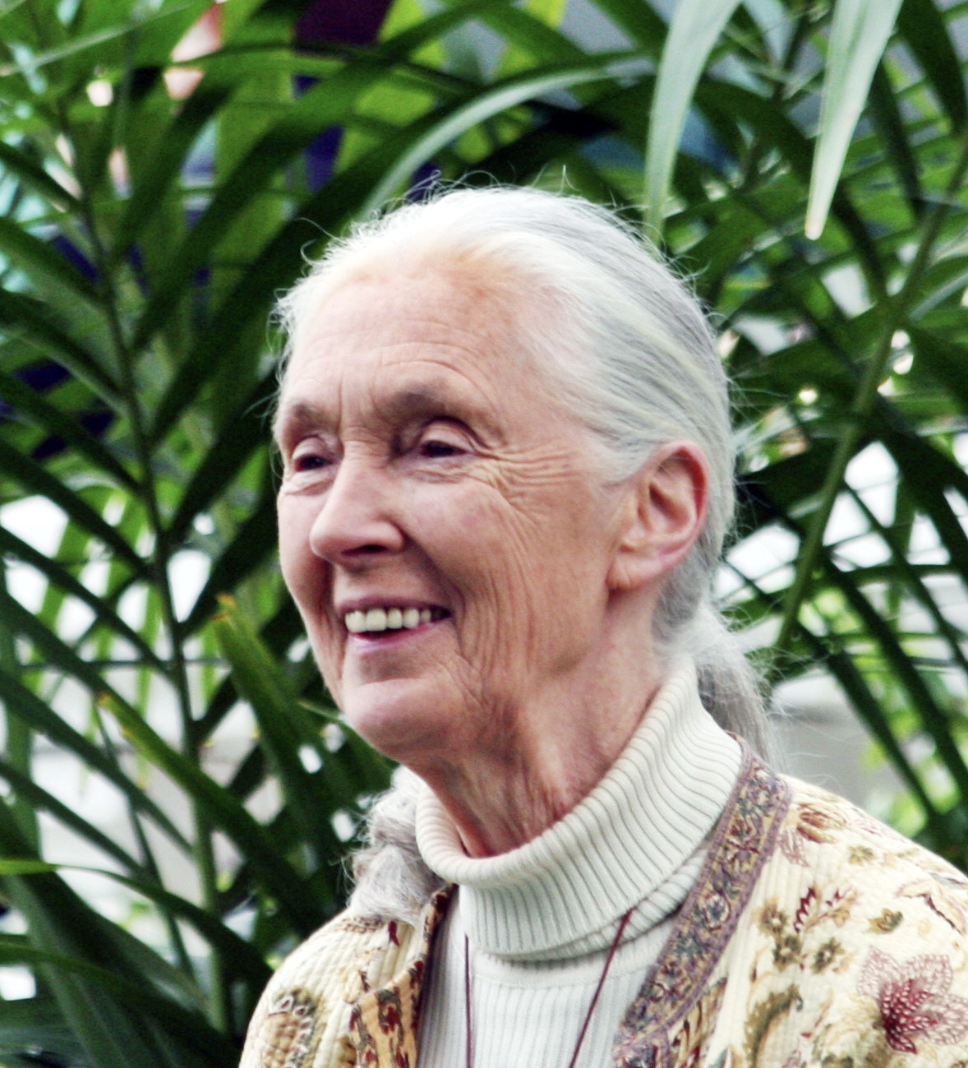 Lessons of connection through Jane Goodall’s&nbsp;work