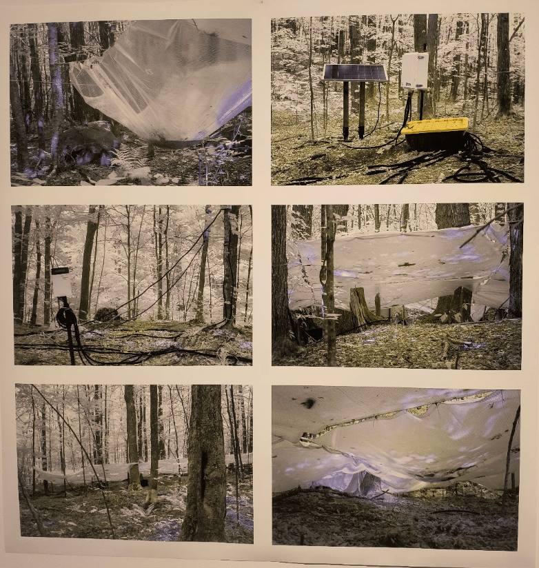 Béchard Hudon Brings Unseen Ecosystems to Light with Monologue de la Forêt